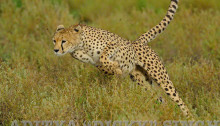 cheetah charge